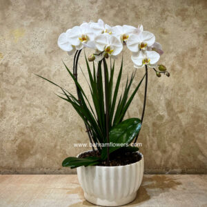 مجموعه ارکیده 2 عددی