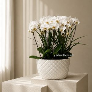مجموعه ارکیده 5 عددی