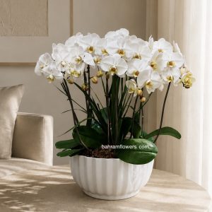 مجموعه ارکیده 5 عددی