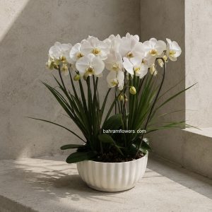 مجموعه ارکیده 4 عددی