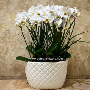 مجموعه ارکیده 5 عددی