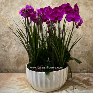 مجموعه ارکیده ۵ عددی