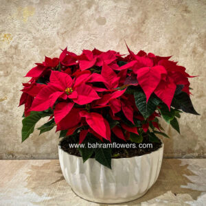 مجموعه پونستیا