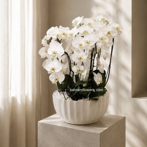 مجموعه ارکیده 7 عددی