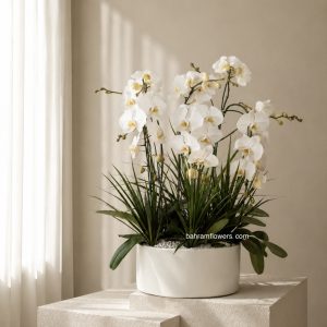 مجموعه ارکیده 6 عددی