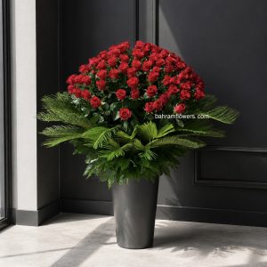 مجموعه رز ۲۰۰ شاخه ای