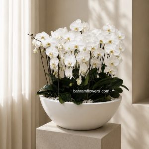 مجموعه ارکیده ۱۵ عددی