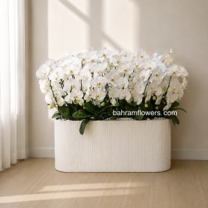 مجموعه ارکیده ۲۵ عددی