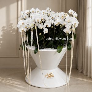 مجموعه ارکیده 40 عددی