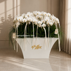 مجموعه ارکیده 50 عددی