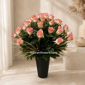 استند رز 50 عددی